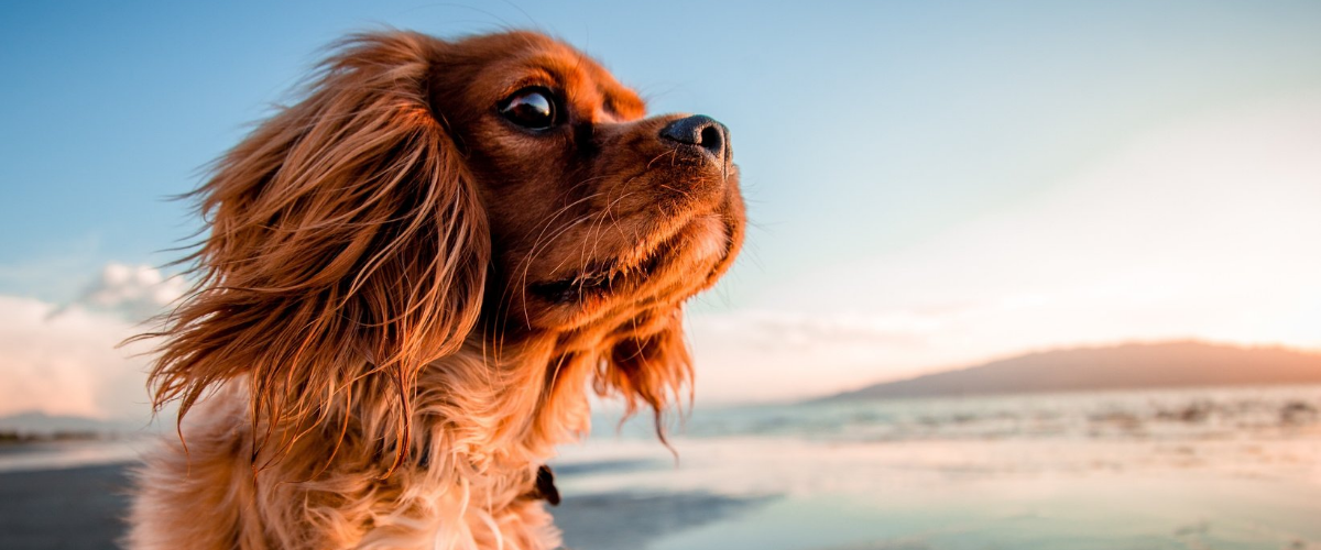 Top 5 Friendliest Dog Breeds