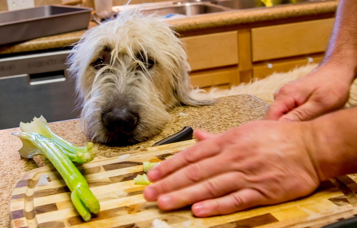 Pet Friendly Thanksgiving... O It is Going Down This Year!